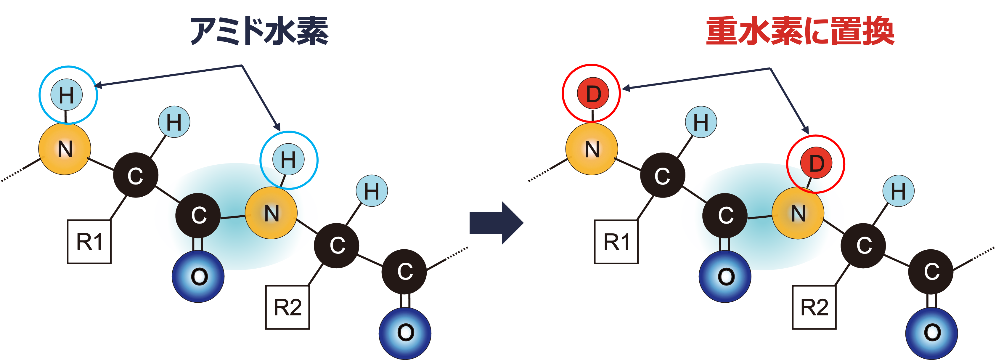HDX-MSによるエピトープマッピングサービス | 株式会社ユー・メディコ