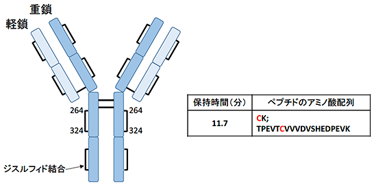 ペプチドマップ法によるバイオ医薬品の特性解析（LC-TOFMS