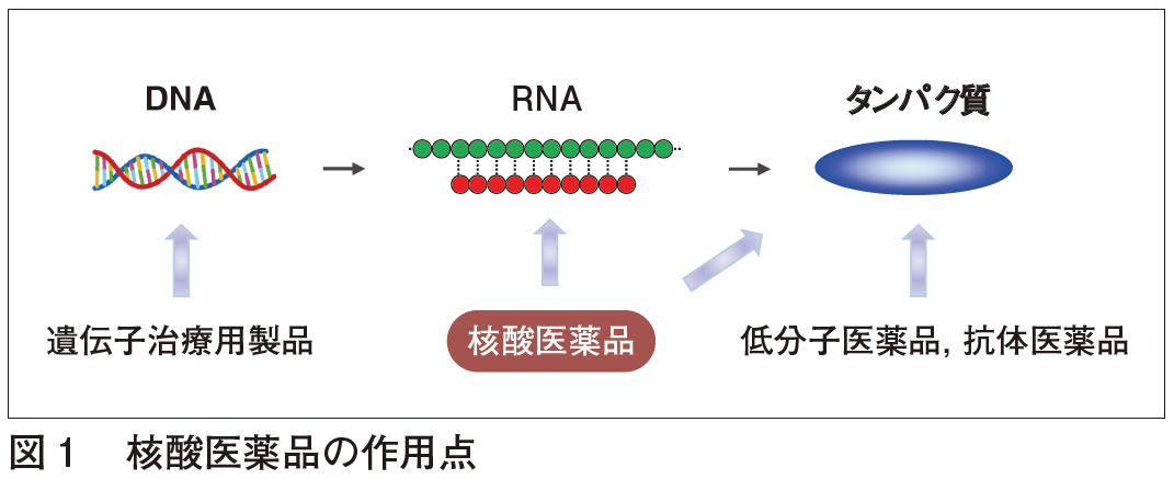 核酸医薬品の開発動向と規制整備の現状 アンチセンス医薬品の特徴と