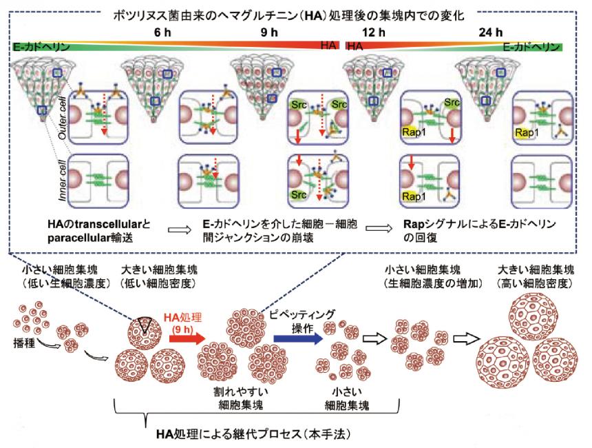─AD─ 「コトづくり」を重視し、再生医療の早期実装化に取り組む 大阪