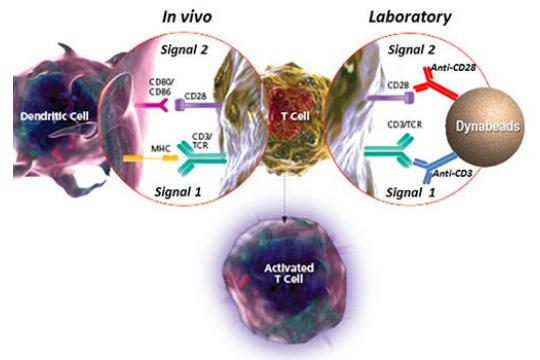 T細胞の活性化と増殖「Dynabeads™ T-Activator CD3/CD28」 | 株式会社